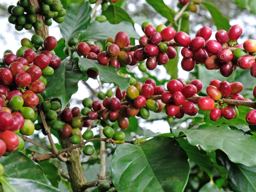 Vibrant coffee cherries ripening on the branch of a coffee tree, surrounded by lush green leaves.