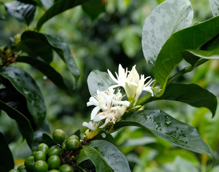 Coffee plant flowers and unripe beans surrounded by lush green leaves, showcasing nature's beauty in full bloom.