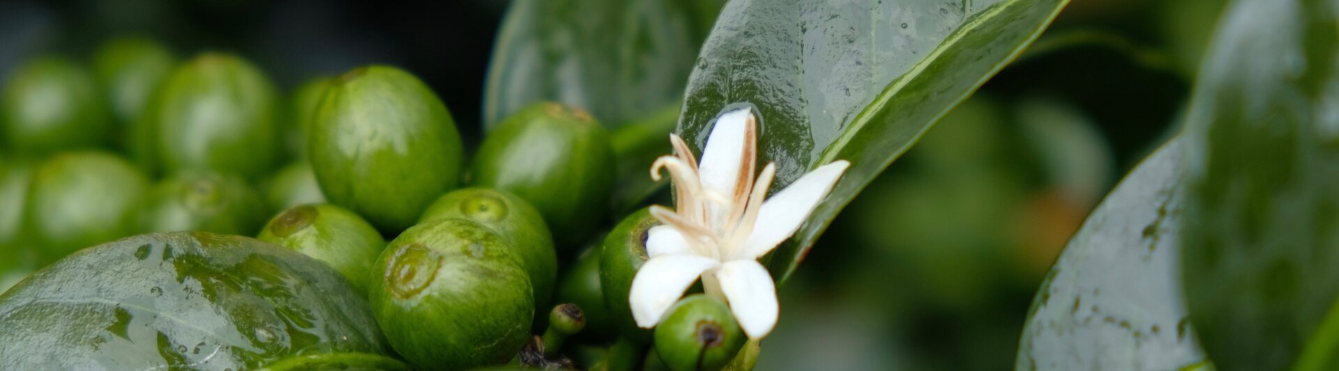 Coffee plant flowers and green coffee cherries among glossy leaves, showcasing nature's beauty in a lush setting.