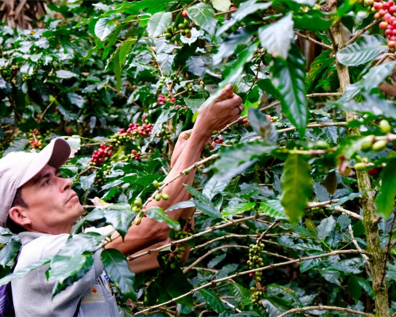 Ein Kaffeebauer erntet sorgfältig reife Kaffeekirschen von üppig grünen Pflanzen in einer lebendigen Plantage.