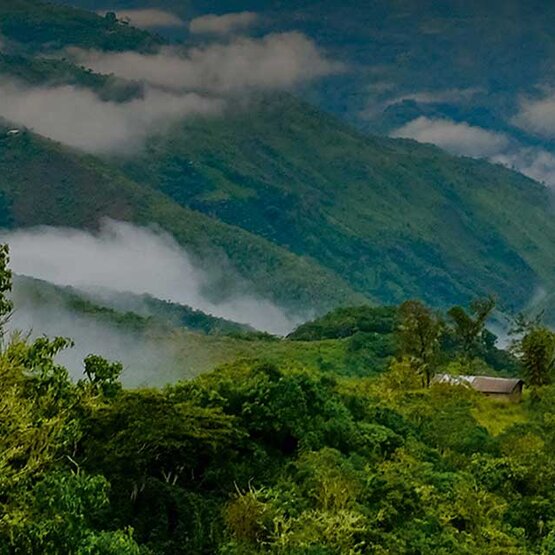 Majestätische, grüne, nebelverhangene Hügel, die die Schönheit der Fairtrade-Kaffeeanbaugebiete zeigen.