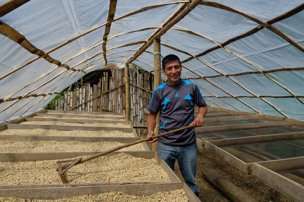 Ein Bauer beim Trocknen der Kaffeebohnen in einem Gewächshaus, das die traditionellen Techniken der Kaffeeproduktion zeigt.