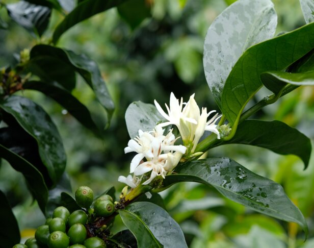 Die Blüten der Kaffeepflanze und die unreifen Bohnen sind von üppigen grünen Blättern umgeben und zeigen die Schönheit der Natur in voller Blüte.