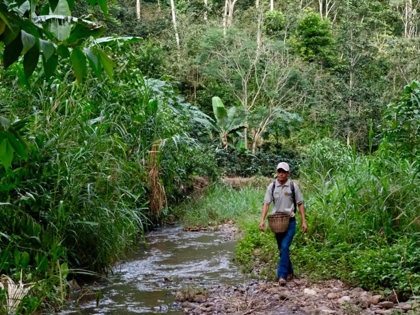 A person walking beside a stream in a lush forest, carrying a basket, showcasing nature's beauty and biodiversity.