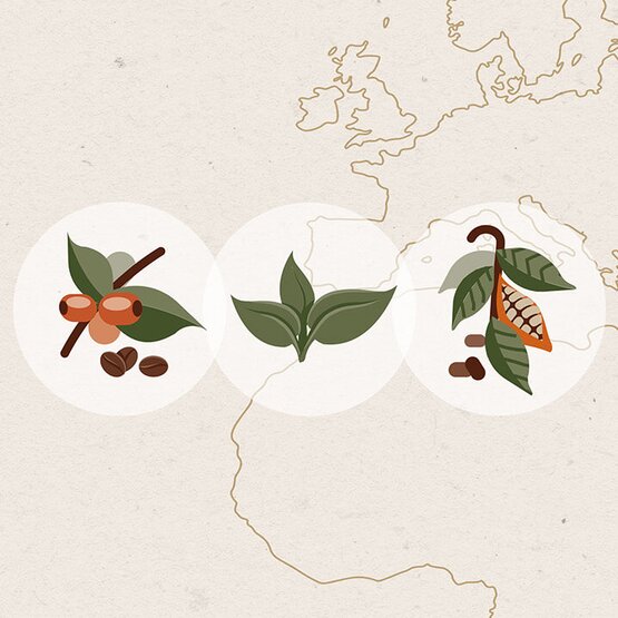 Illustration der Nachhaltigkeit, mit Kaffee-, Tee- und Kakaopflanzen auf einem strukturierten Kartenhintergrund.