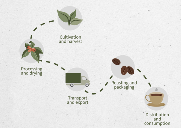 Coffee delivery chain infographic illustrating cultivation, processing, transport, roasting, and consumption stages.