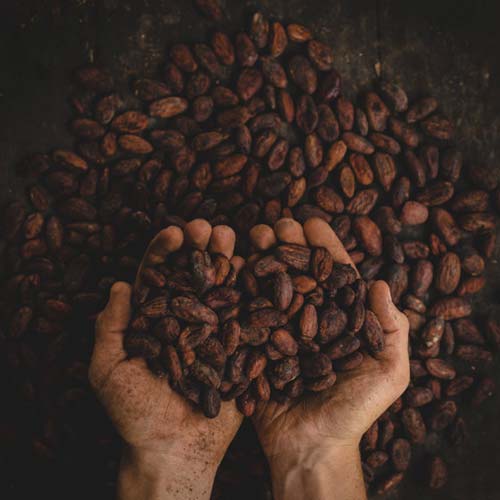 Zwei H nde halten Darboven Kakaobohnen 